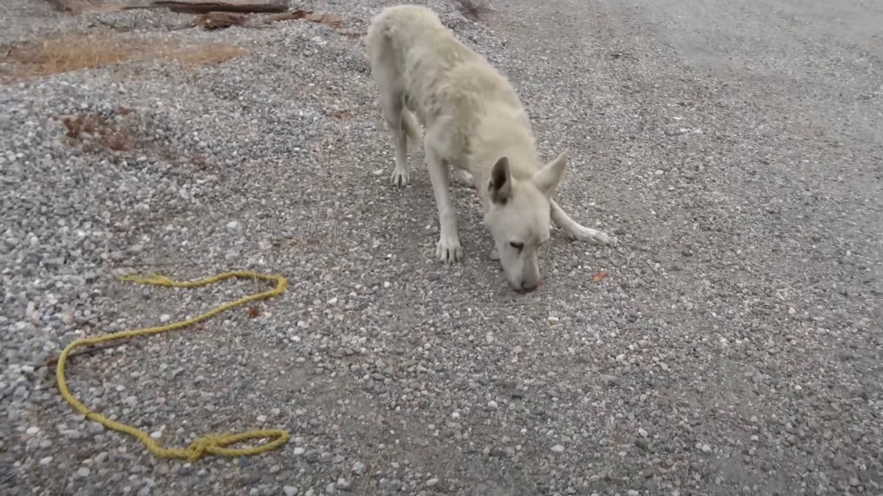 Cane annusa per terra