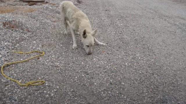 Il cane ha vissuto da solo per sei mesi ed è sopravvissuto al peggio, cercando di arrangiarsi – Video