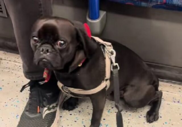 Il cane perfettamente imbellettato se la prende a male perché nessuno vuole dargli una carezza sul treno