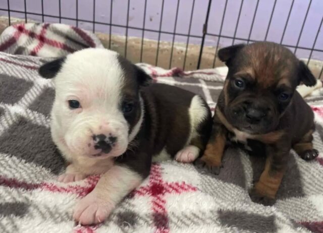 Il cane, trovato su pezzi di auto rotti e abbandonati, ha a malapena avuto la forza di alzare la testa