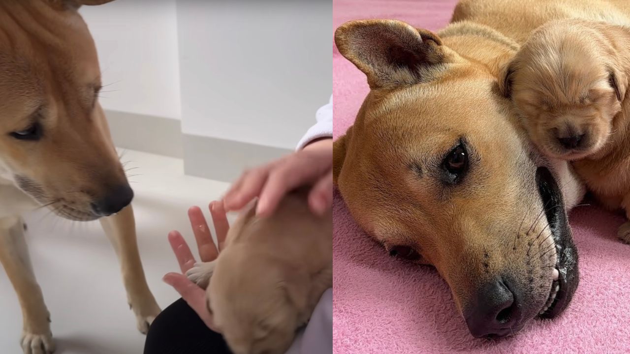 Shiba Inu fa conoscenza di un cucciolo di Golden Retrikever