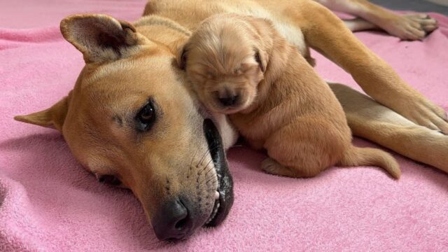 Il cucciolo di Golden Retriever abbandonato capisce cos’è un papà grazie all’amore di un affettuoso Shiba Inu – Video