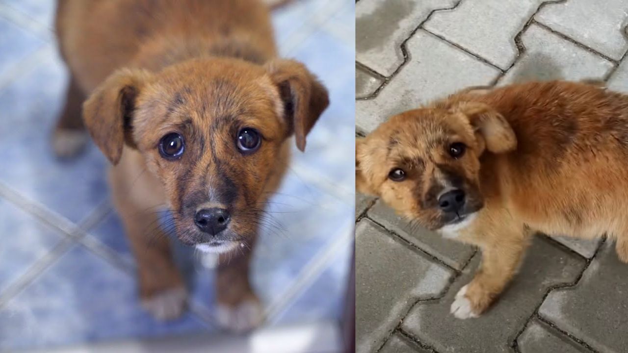 Cagnolino cerca salvezza