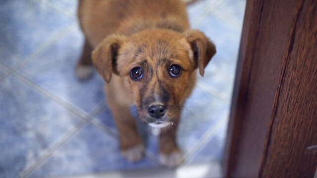 Il cucciolo di cane li ha seguiti fino a casa: i ragazzi non hanno avuto il coraggio di lasciarlo fuori – Video