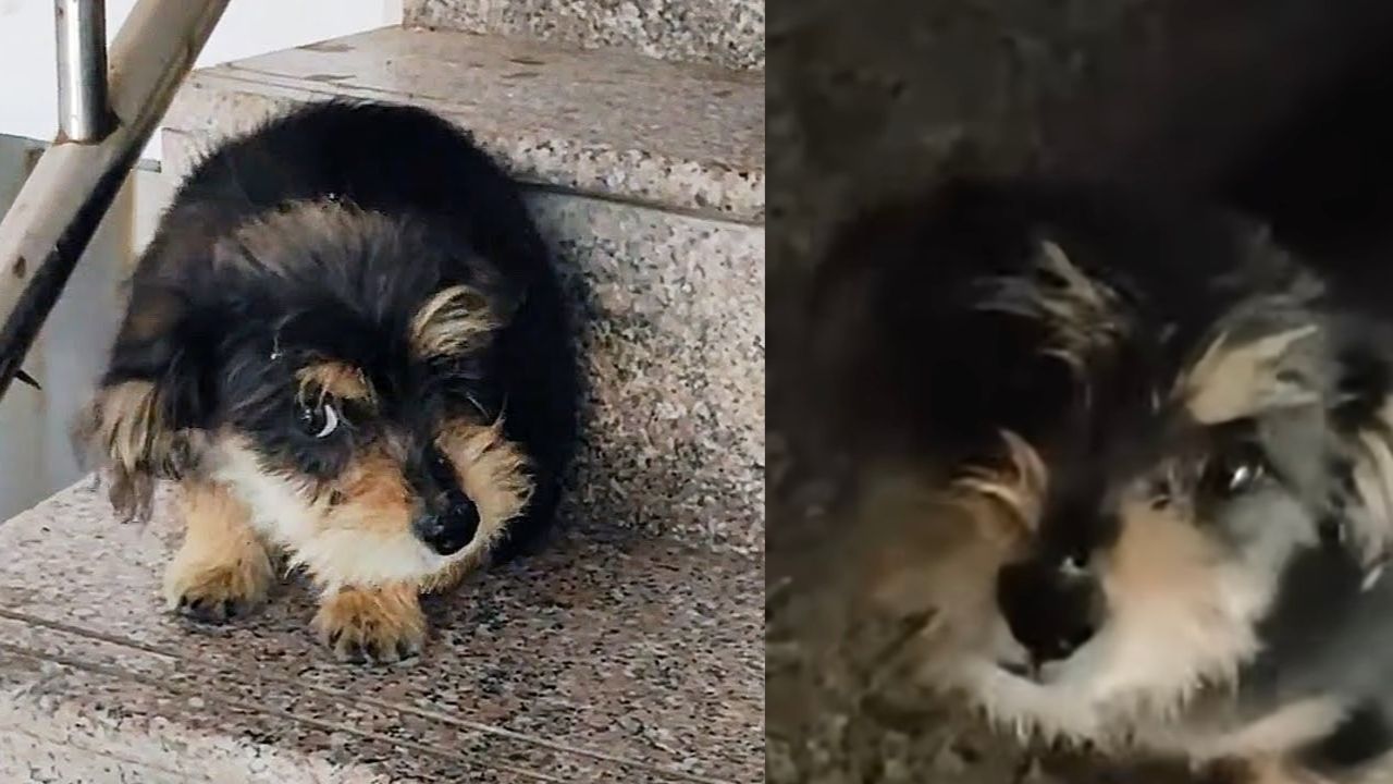 Cucciolo di cane posizionato sulle scale