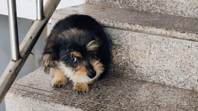 Il cucciolo di cane randagio si era posizionato sulle scale: quando ha visto l’uomo, sapeva cosa fare – Video