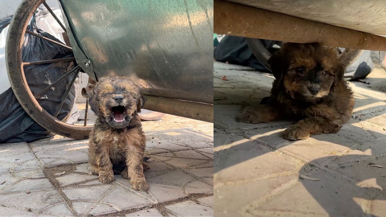 Cucciolo di cane randagio