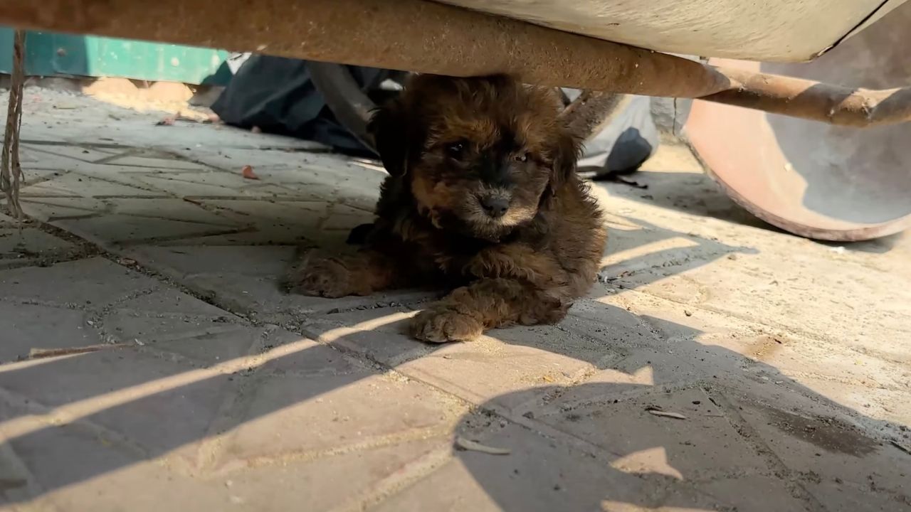 Cucciolo di cane sotto un carretto