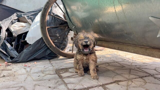 Il cucciolo di cane solo e abbandonato piangeva chiedendo aiuto, ma nessuno voleva ascoltarlo – Video