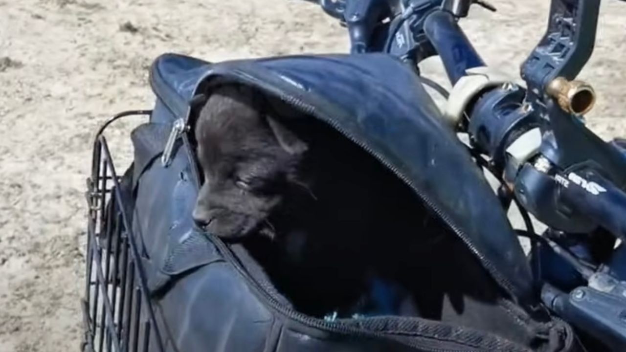 Minuscolo cucciolo di cane nella borsa