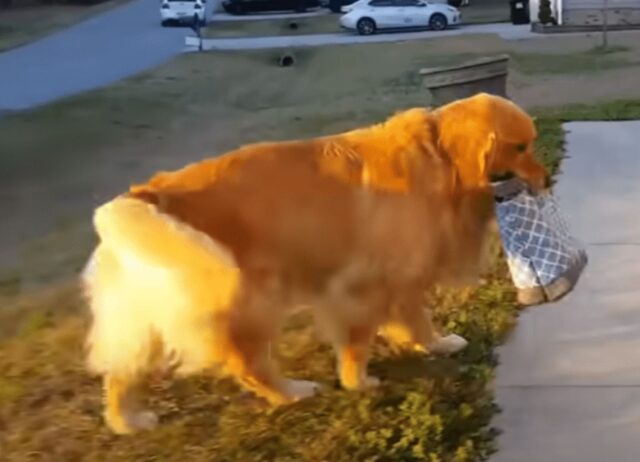 Il modo di fare di questo Golden Retriever al suo “ballo di fine anno” ha conquistato proprio tutti