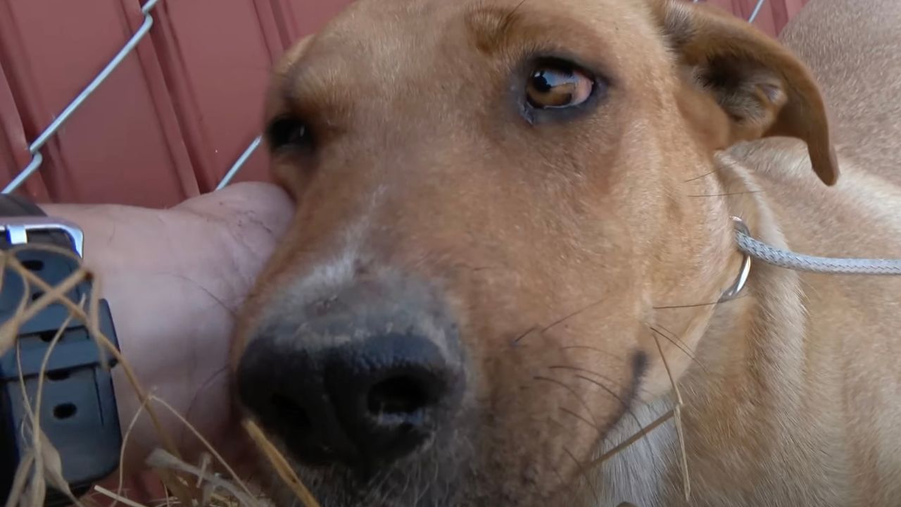 Cane in primo piano