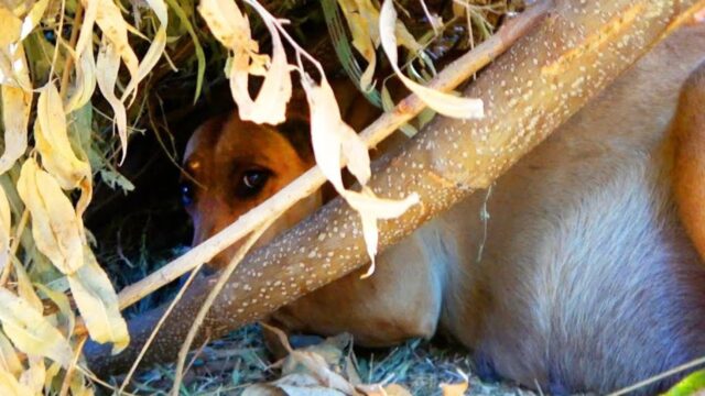 Il tempo sembrava stringere per questa famiglia di cani, ma alla fine le cose sono andate nel verso giusto – Video