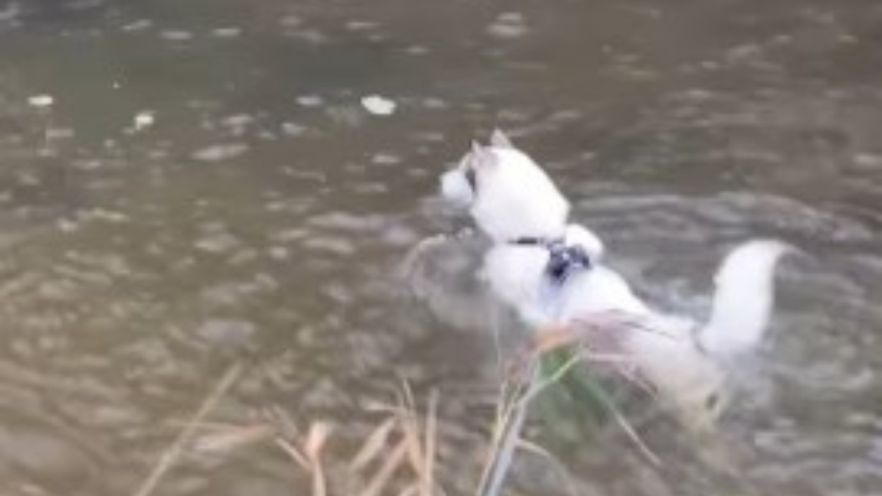 Husky abilità nel nuoto