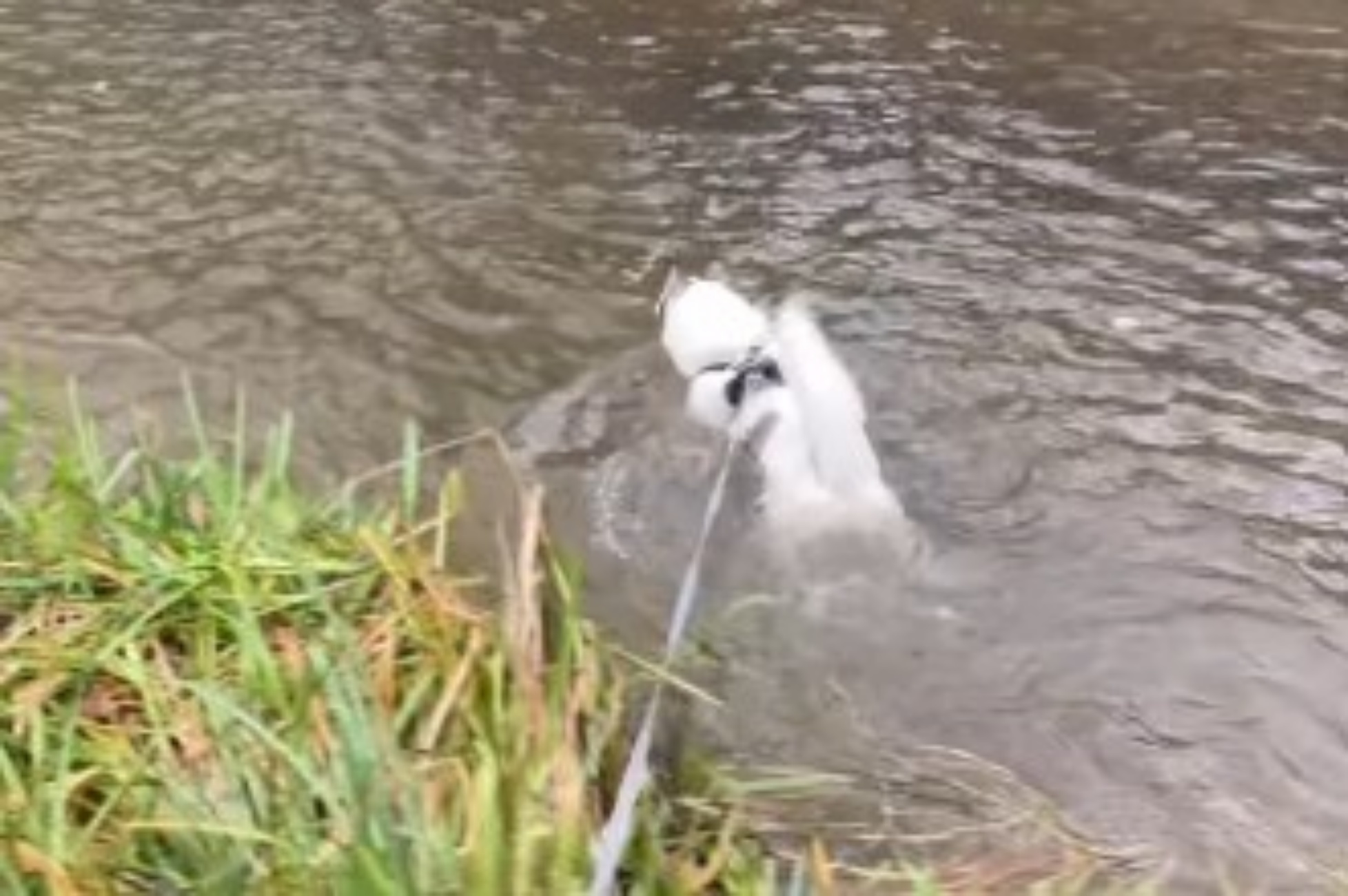 Husky mostra alla sua umana abilità nel nuoto