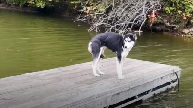 L’Husky terrorizzata viene salvato su un molo: il freddo era intenso e il pericolo era reale – Video