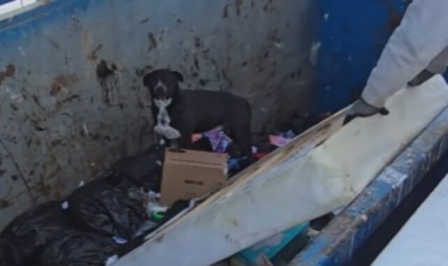 La coppia trova un cane incastrato all’interno di un cassonetto dell’immondizia e si rifiuta di abbandonarlo