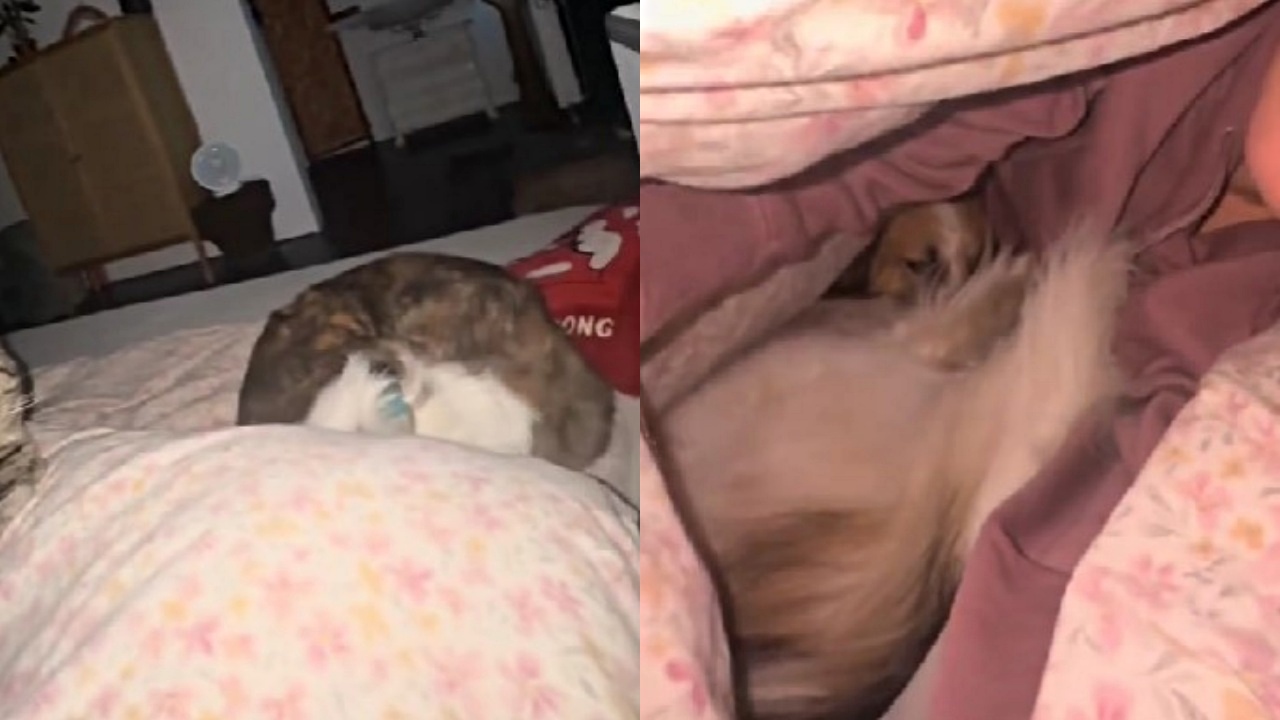 dolcissima routine della buonanotte con cani e gatti