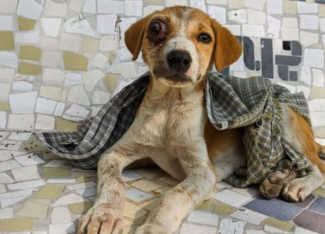 Le condizioni di questo cagnolino erano tragiche quando lo hanno trovato dopo un incidente