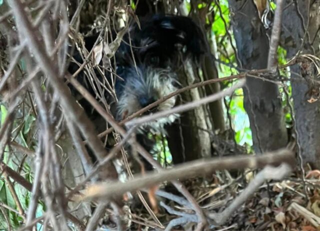 Le persone vedevano il cane sotto la macchina, poi hanno scoperto la triste verità 