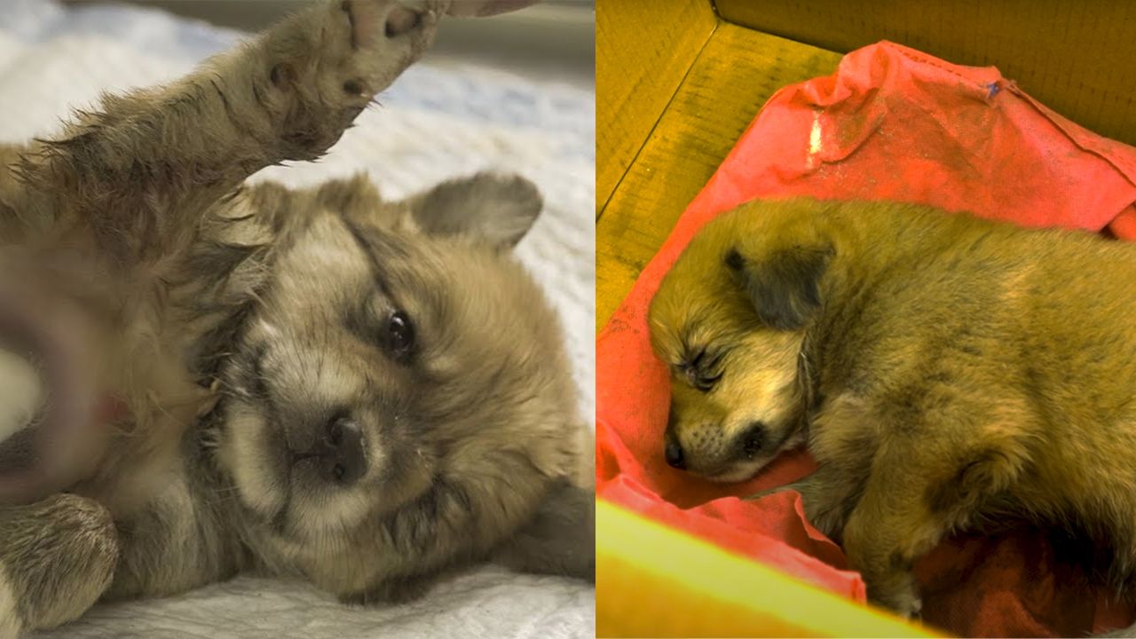 Cucciolo di cane bisognoso di aiuto