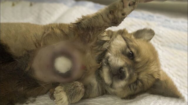 Lo hanno salvato, ma il cucciolo di cane se l’è vista brutta: aveva qualcosa di orribile sul petto – Video