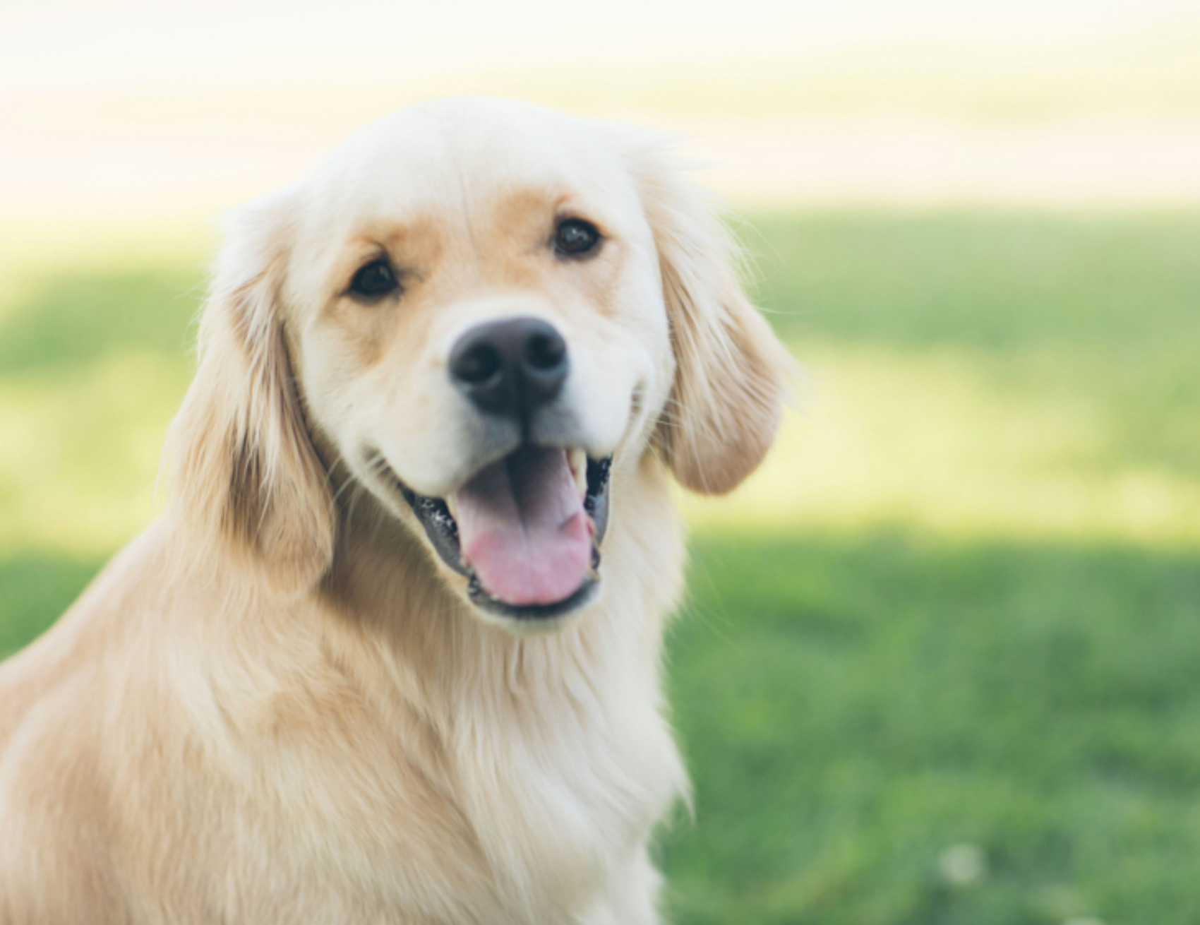 Cane guarda a lato