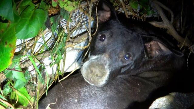 Mamma cane ha provato a proteggere i suoi cuccioli con tutta sé stessa, per cercare di farli stare bene – Video