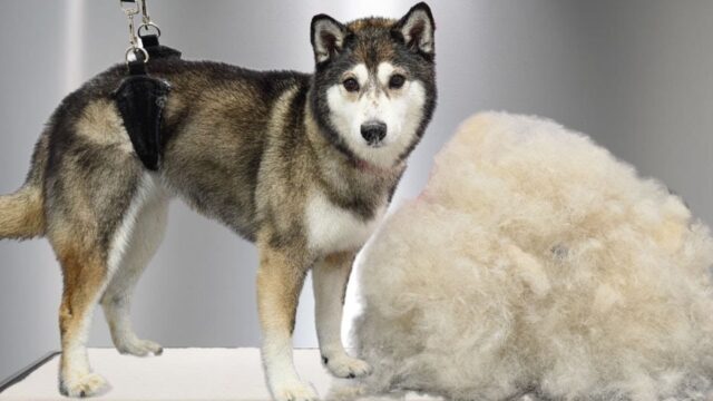 Nessuno voleva toelettare questo Husky in miniatura: tutti pensavano che fosse un’impresa impossibile – Video