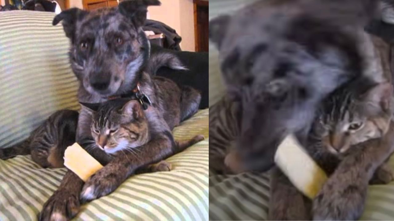 Cane e gatto insieme sul divano