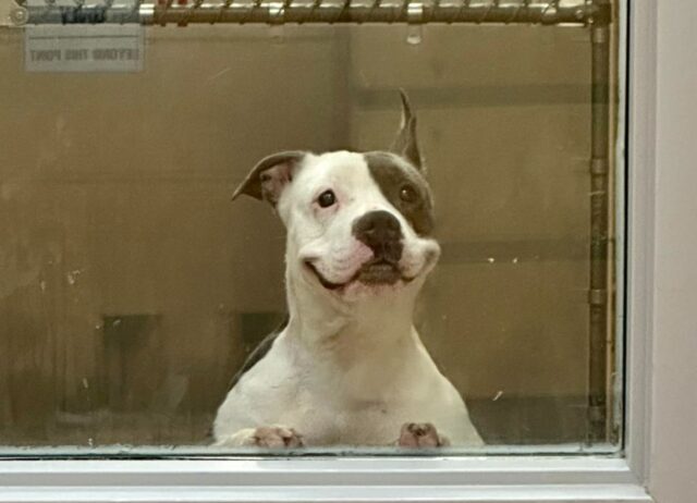 Nonostante la vita difficile e nonostante fosse al rifugio, questo cane non smetteva mai di sorridere