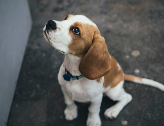 Quali disinfettanti posso usare sul mio cane se per caso si fa male?