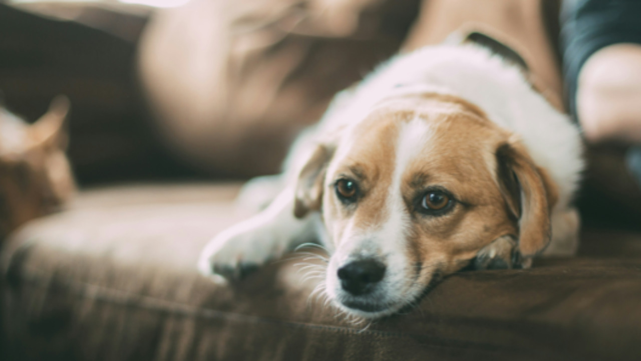 Cane sul divano