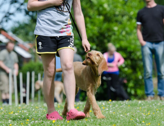 Quando è troppo tardi per educare un cane?