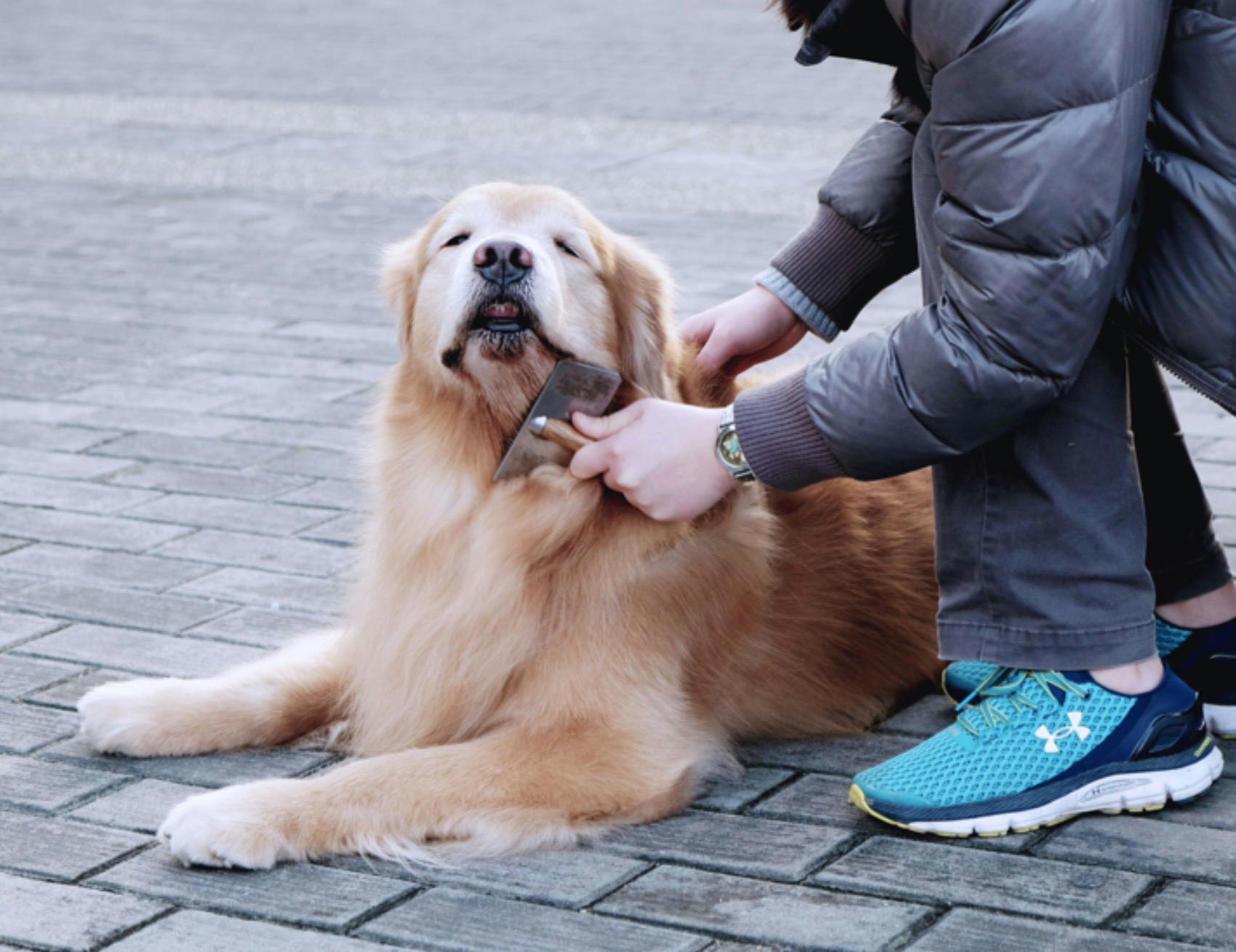 Cane in viene spazzolato