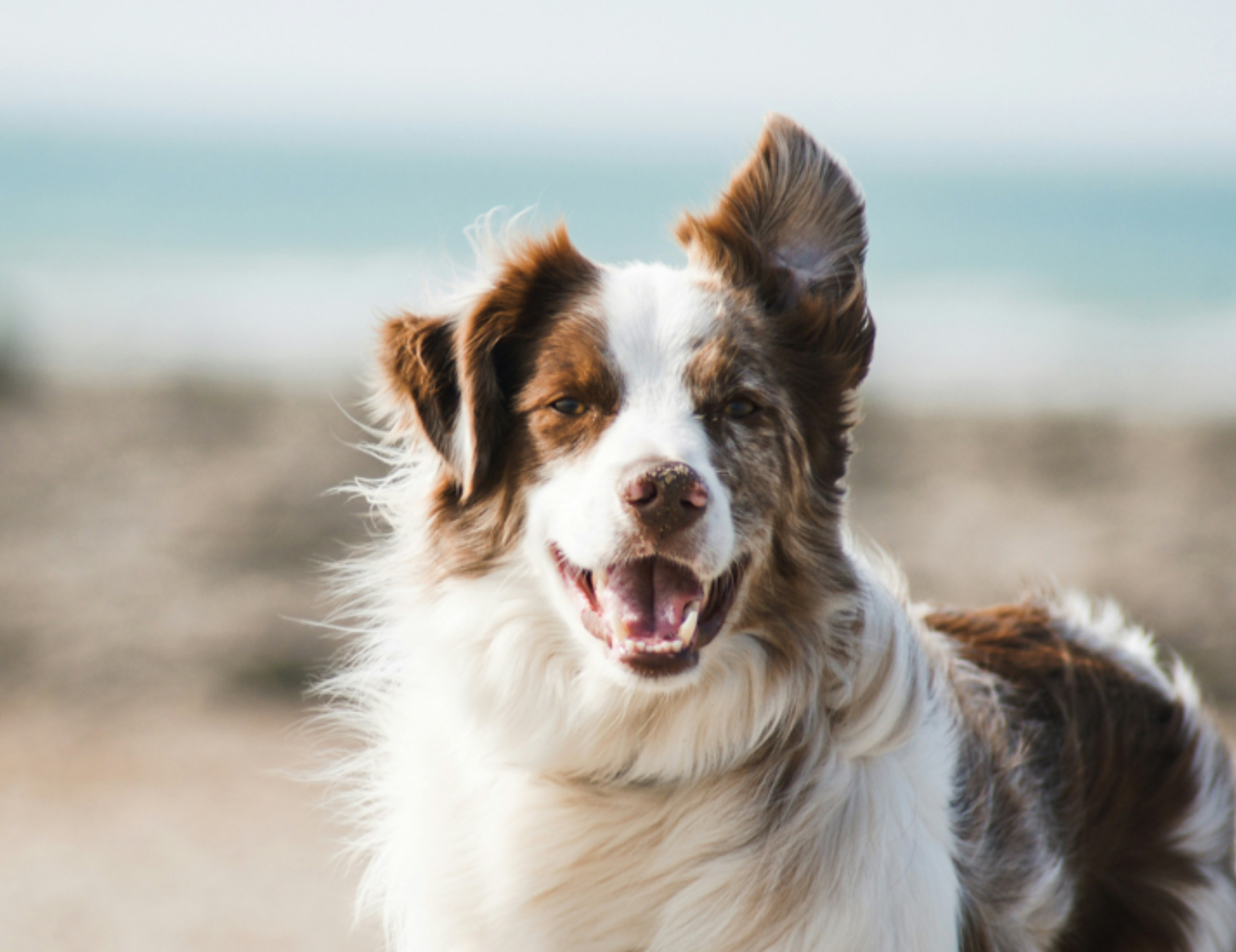 Cane guarda avanti