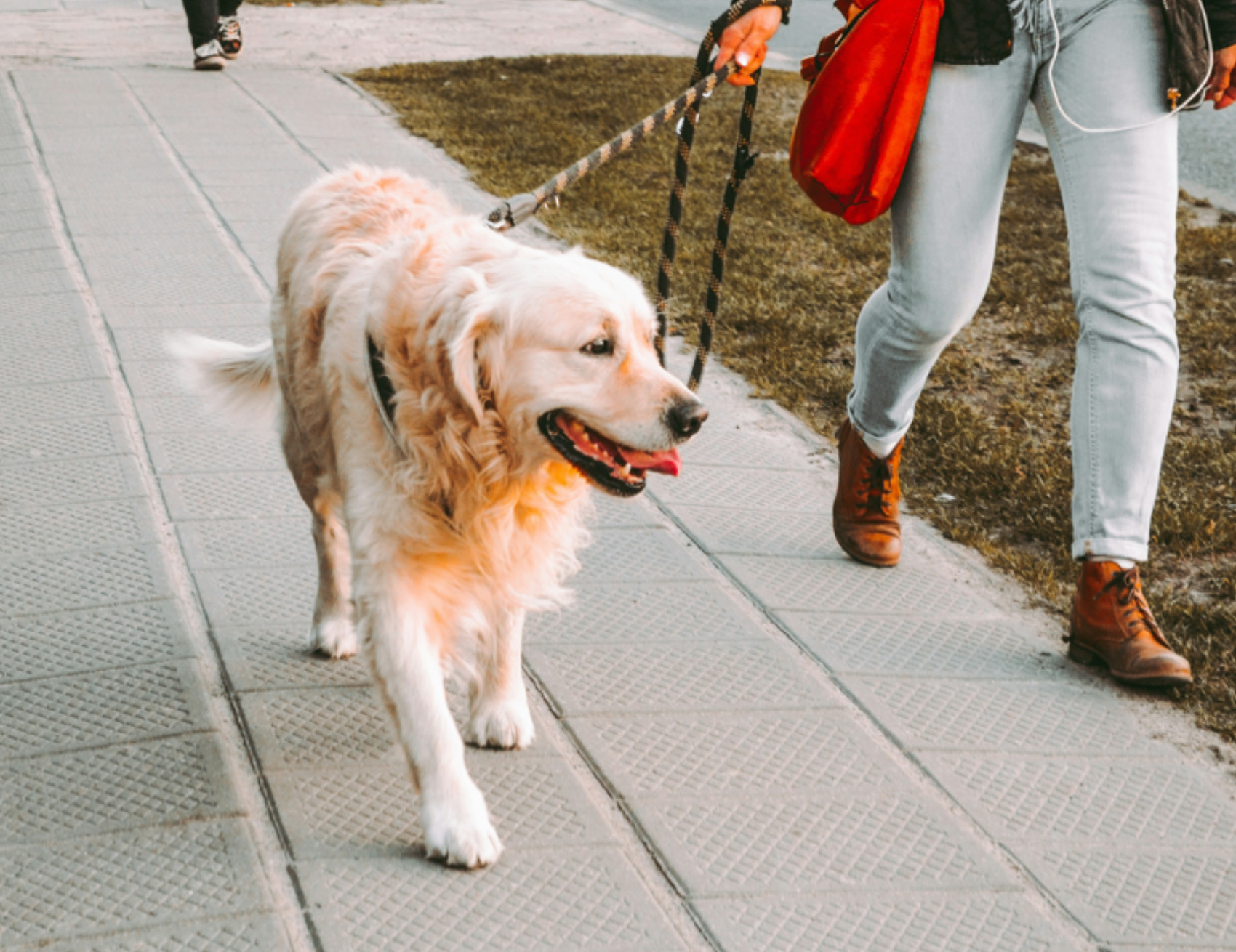 Cane passeggia