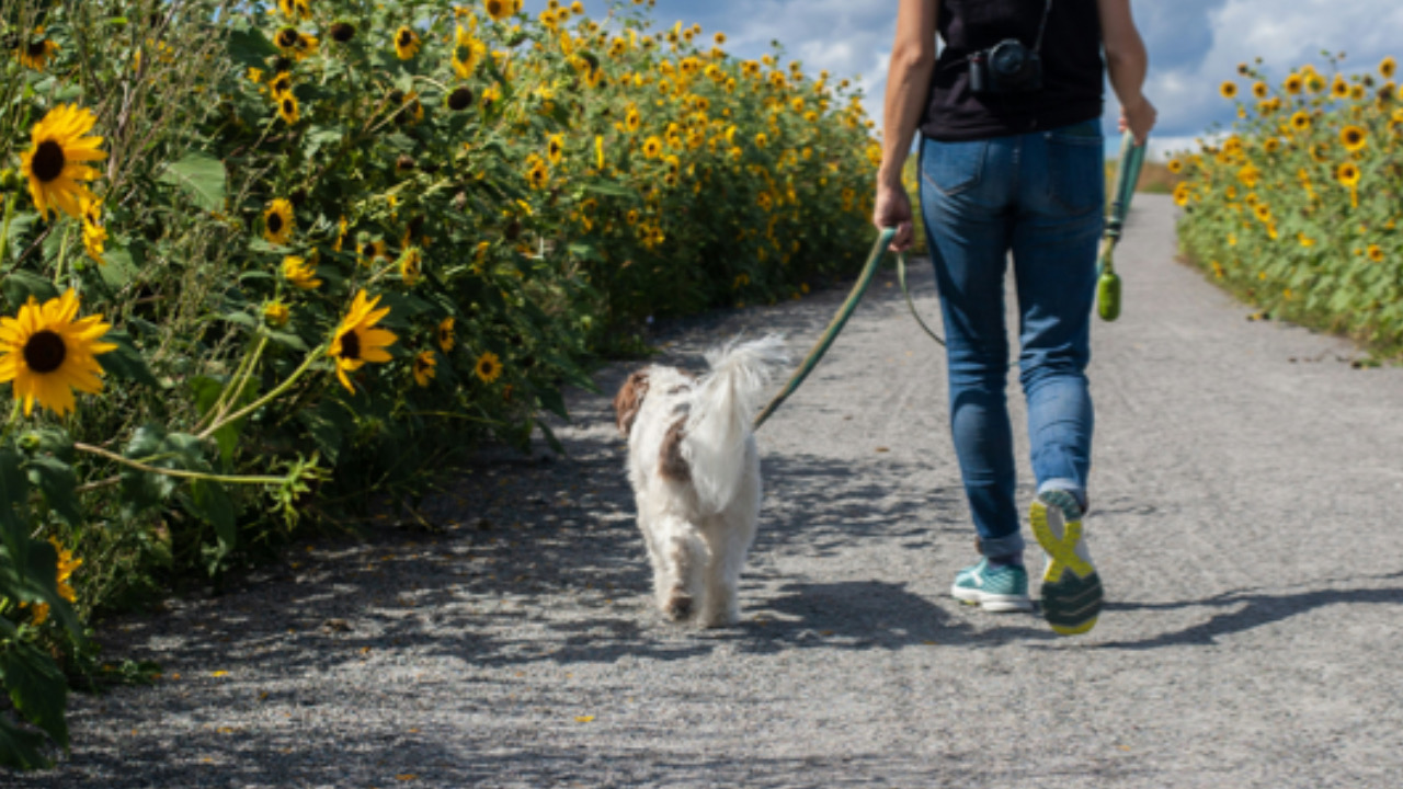 Cane cammina