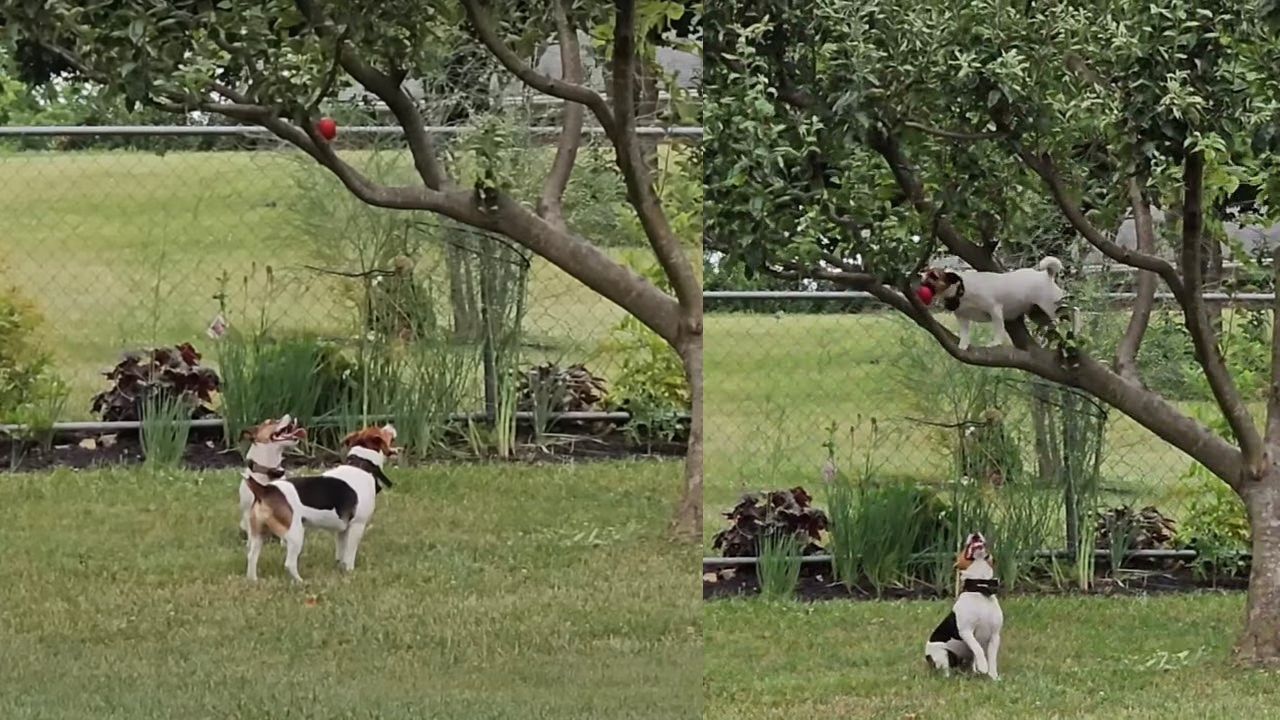 Jack Russell recuperano palla dall'albero