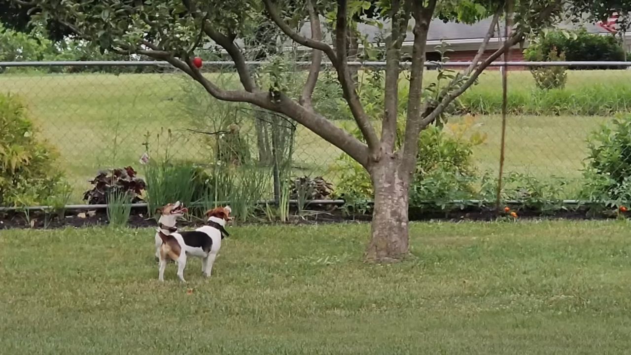 Jack Russell puntano alla palla