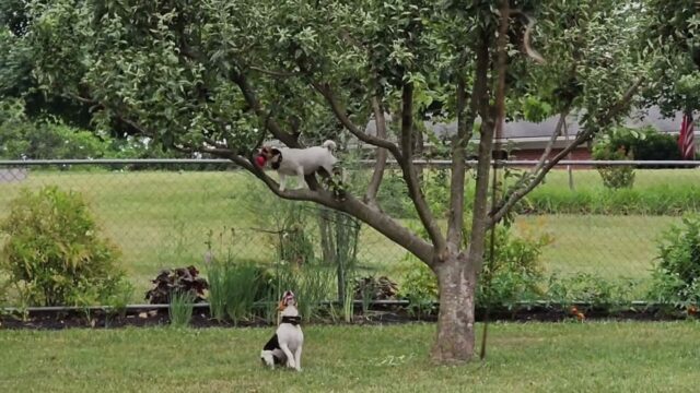 Questi Jack Russell si mettono in testa di recuperare una palla e lo fanno nel modo più agile che esista – Video