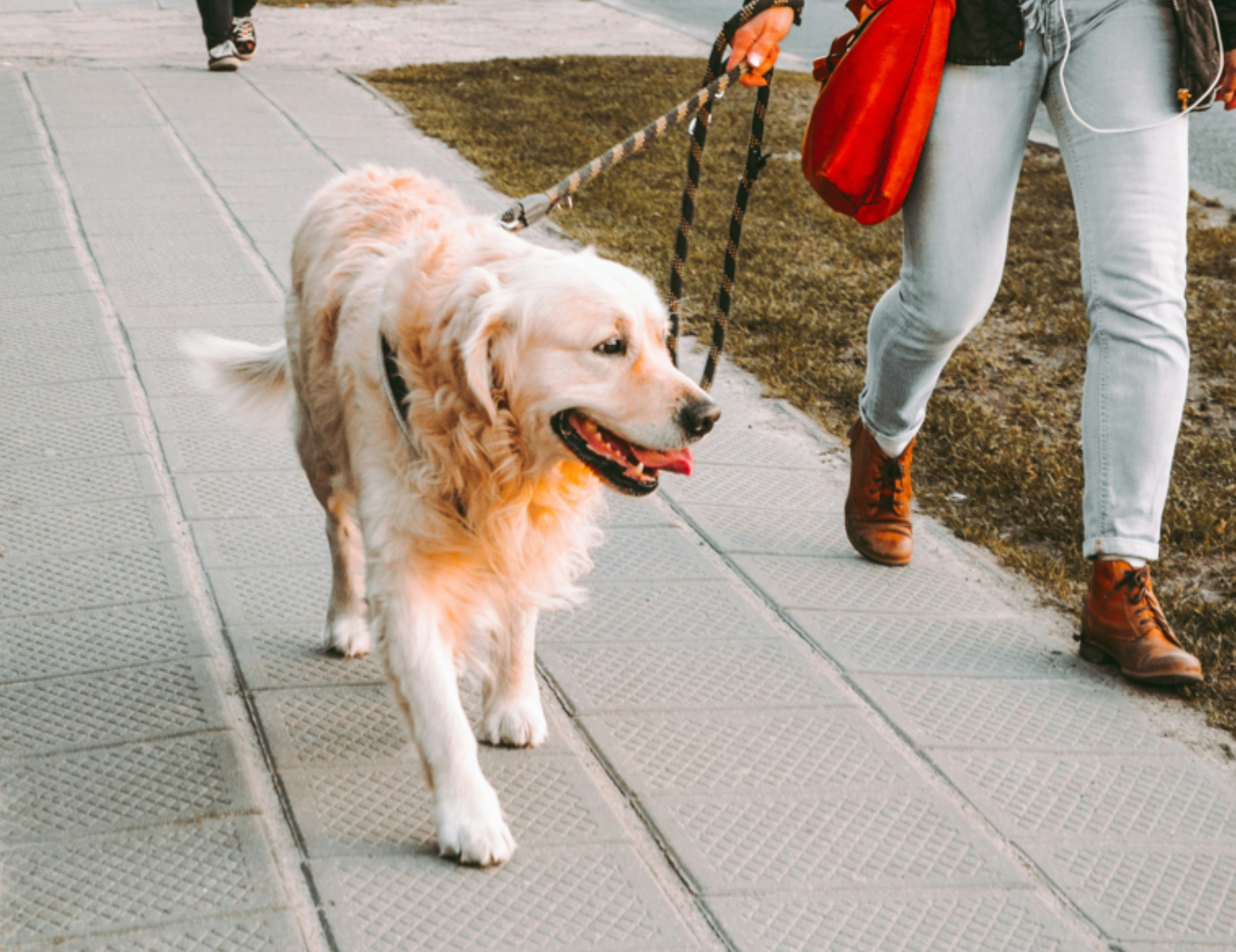 Cane cammina