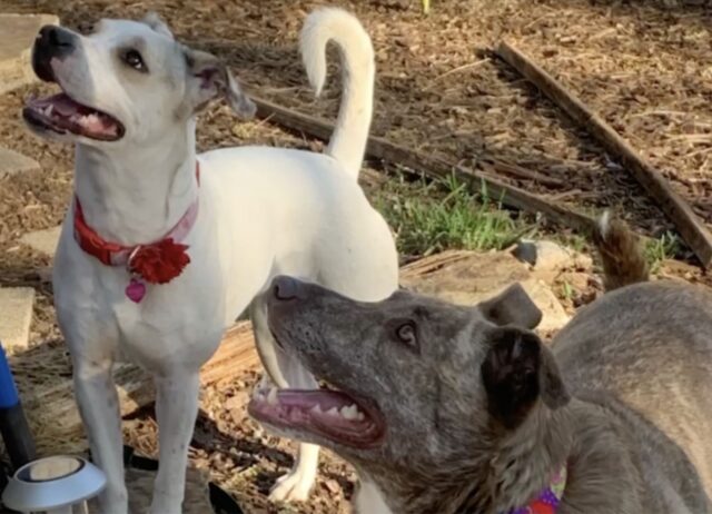 Questo cane è stato legato a un palo mentre fuori il clima era gelido, ma ciò che accade dopo vi scalderà il cuore 