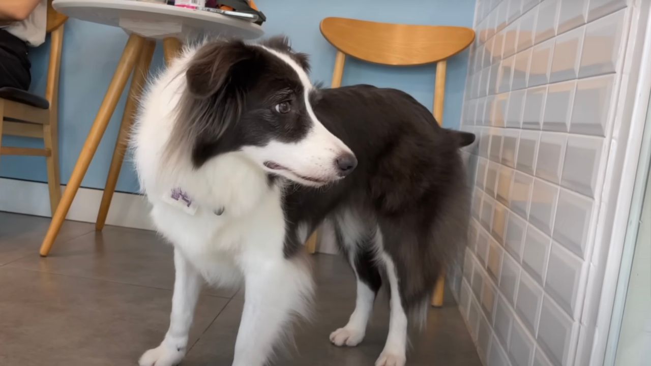 Border Collie dal veterinario