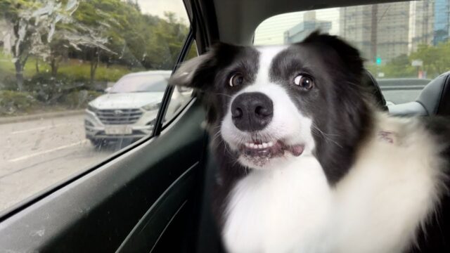 Questo è il momento divertente in cui il Border Collie intelligente capisce di star andando dal veterinario – Video