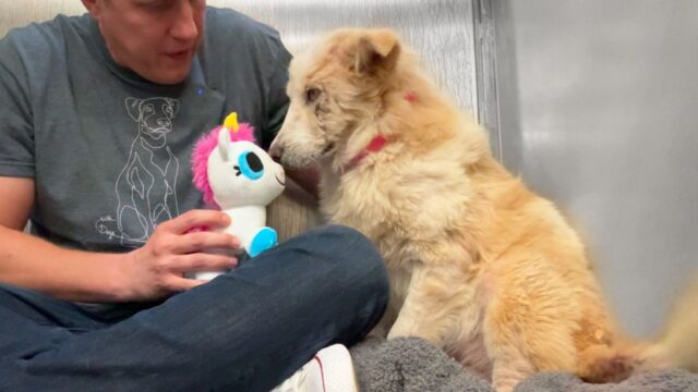 Questo è il momento tenero e straziante in cui una cagnolina in rifugio riceve il suo primissimo giocattolo – Video