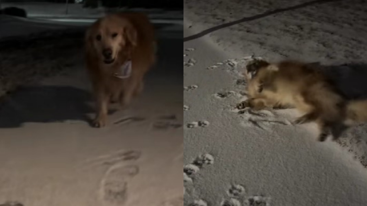 donna porta cane a passeggio a un orario preciso