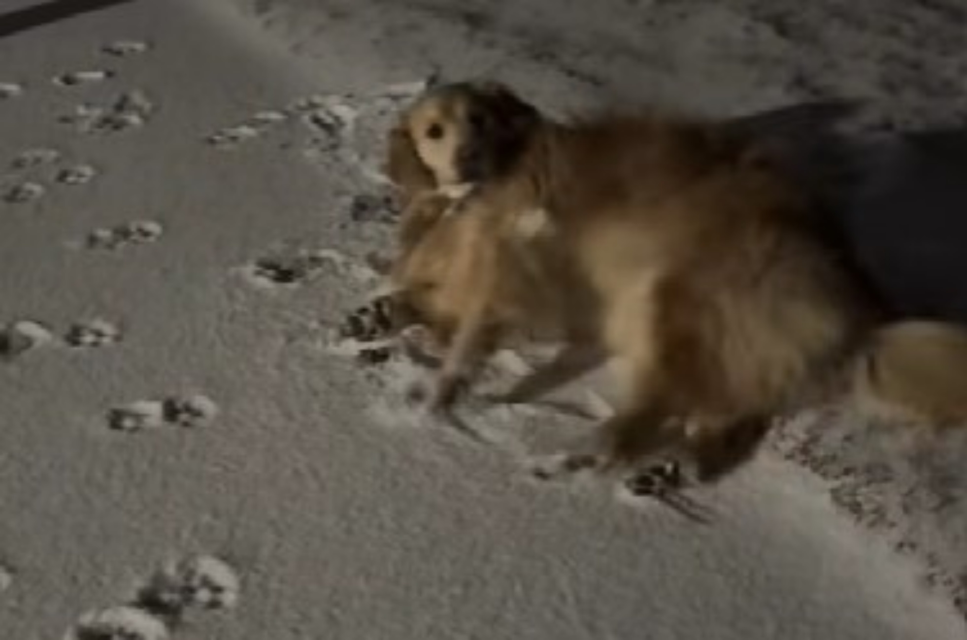 donna porta cane a passeggio in tarda serata