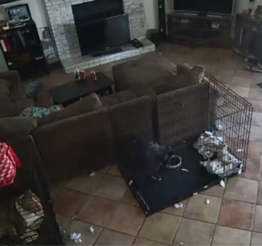 Questo strano video mostra un “fantasma” che toglie il collare al cane nel kennell