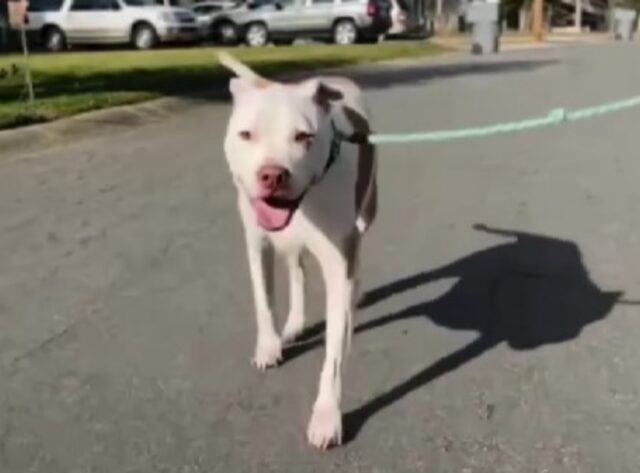 Salvano un cane randagio di 9 anni, ma i volontari non erano pronti a quello che hanno scoperto